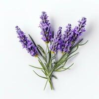 AI generated lavender flower isolated photo