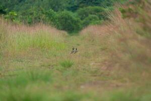 Two red-wattled lapwing birds on field of grass background. photo