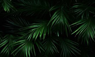 AI generated green palm leaves in a dark background, photo