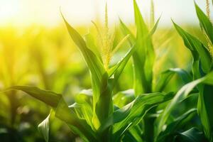 AI generated Close up of green corn field with sun light. Nature background, A modern farmer in a corn field using a digital tablet, AI Generated photo