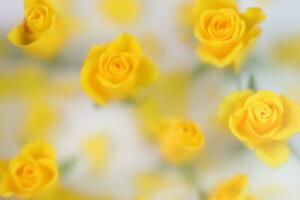 Yellow roses behind wet glass window, romantic floral card photo