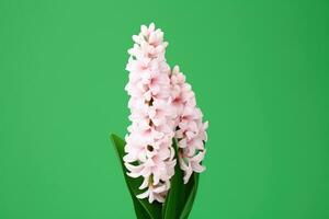 AI generated close up of white hyacinth flower arrangement against green background photo