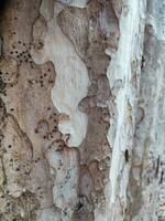 Textures patterns tree bark in the urban forest photo