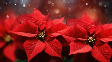 AI generated beautiful red poinsettia flowers in bokeh background, photo