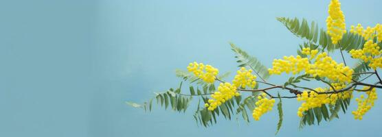 AI generated a yellow mimosa with green leaves growing up on a blue wall, photo