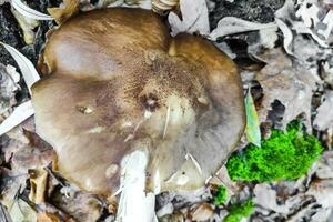 Pluteus ephebeus mushroom close-up. photo