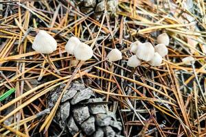 Mycena galericulata mushroom close-up. photo