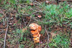 seta tricoloma imbricatum de cerca. foto