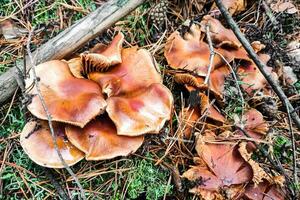 seta tricoloma imbricatum de cerca. foto