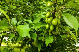 Close up of myrobalan plum green on a harvest tree photo