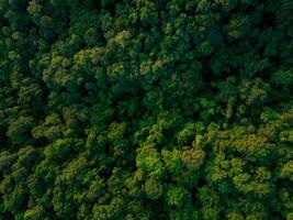 Aerial top view of green trees in forest. Drone view of dense green tree captures CO2. Green tree nature background for carbon neutrality and net zero emissions concept. Sustainable green environment. photo