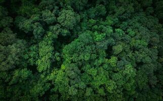 Aerial top view of green trees in forest. Drone view of dense green tree captures CO2. Green tree nature background for carbon neutrality and net zero emissions concept. Sustainable green environment. photo