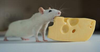 Closeup of domestic white rat eating cheese photo