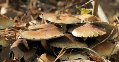 Mushrooms in the wild forest in autumn season. Closeup photo