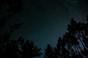 Stars in night sky over tree silhouettes photo