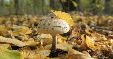 el sombrilla seta en el bosque en otoño estación. macrolepiota procera, de cerca foto