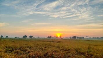 Rice bathed in golden light Morning rice field Rice fields with beautiful golden light photo