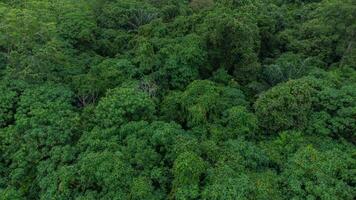 Aerial view photo of landscape green forest