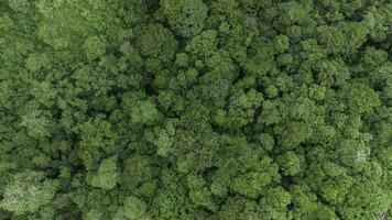 aéreo ver foto de paisaje verde bosque