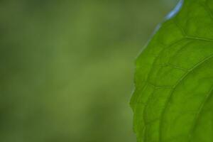 A close up of a leaf with a green background photo