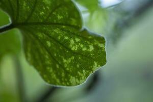 un cerca arriba de un hoja con un verde antecedentes foto