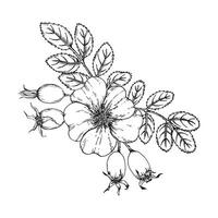 Graphic illustration of rosehip. Vector monochrome clip art of Wild rose. Outline linear hand drawn floral design element. Sketch Dogrose, briar, brier, eglantine, cankerrose for logo, wedding print
