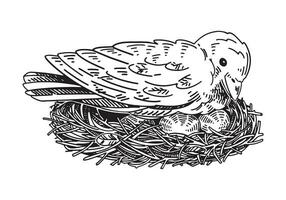 salvaje pájaro incuba huevos en el nido contorno clipart. primavera hora garabatear. vector ilustración en grabado estilo aislado en blanco.