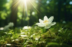 ai generado un blanco flor en un verde bosque piso, foto