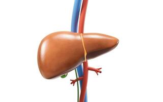 Liver organ with health care concept, 3d rendering. photo