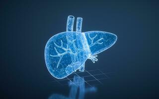 Liver organ with health care concept, 3d rendering. photo