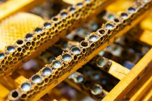 Bee queen cells full with royal jelly in focus. Royal jelly production photo