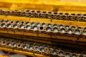 Organic royal jelly production background. Bee queen cells with royal jellies photo