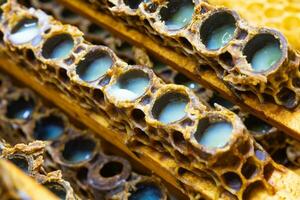 Macroview of bee queen cells full with royal jelly in focus. photo