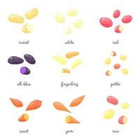 Different potato varieties set. vector