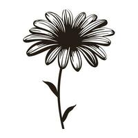 Daisy Flower Silhouette Vector isolated on a white background