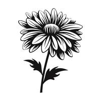 An Aster Flower Silhouette Vector isolated on a white background