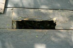 The background is an old wooden floor with patterns from age and decay. photo