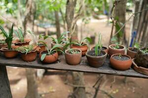 plantas ornamentales en el jardín. foto