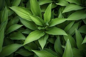 AI generated A plant with lots of large green leaves. AI Generated photo