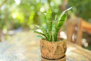 A small decorative pot sits on the table where you drink your morning coffee. photo