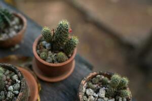 Garden cacti placed on old wood photo