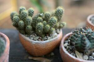 Garden cacti placed on old wood photo