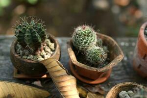 Garden cacti placed on old wood photo