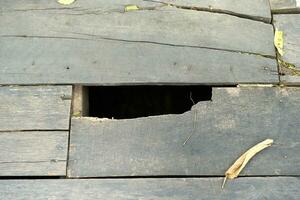 The background is an old wooden floor with patterns from age and decay. photo