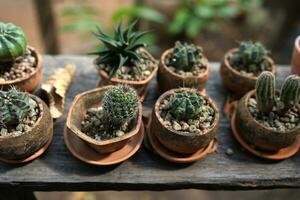 Garden cacti placed on old wood photo