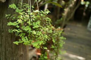 Ornamental plants in the garden photo