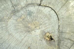 The background is an old wooden floor with patterns from age and decay. photo