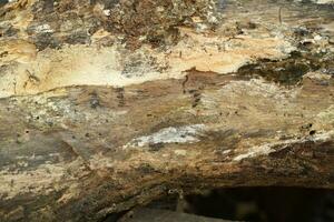 The old wooden floor is weathered from time. photo