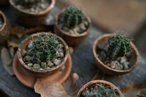 Garden cacti placed on old wood photo