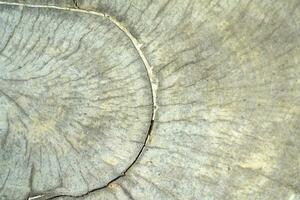 The background is an old wooden floor with patterns from age and decay. photo